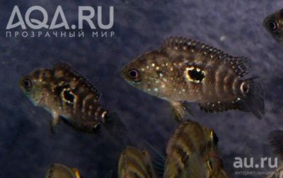 Лот: 8808073. Фото: 1. Две цихлазомы пчёлки с рубля!. Рыбки