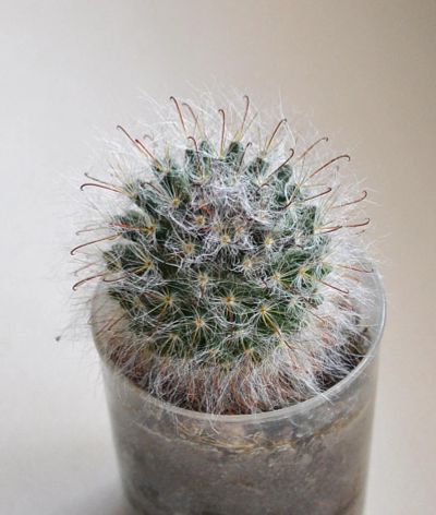 Лот: 9517239. Фото: 1. Кактус Mammillaria bocasana. Горшечные растения и комнатные цветы