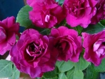 Лот: 3962315. Фото: 1. Бальзамин махровый Burgundy Rose. Горшечные растения и комнатные цветы