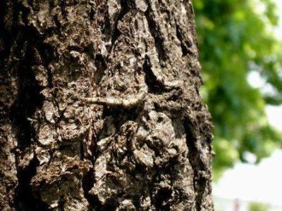 Лот: 5253827. Фото: 1. Кора дуба (Cortex Quercus L.). Другое (красота и здоровье)