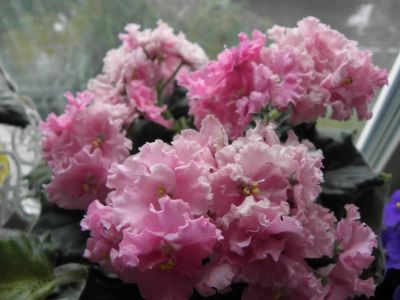 Лот: 10411758. Фото: 1. Сортовая фиалка "ЛЕ-Флирт", детка. Горшечные растения и комнатные цветы