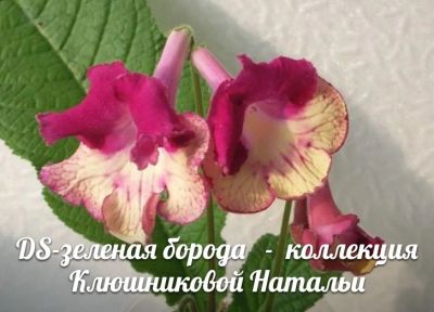 Лот: 9105841. Фото: 1. Стрептокарпус Зелёная борода. Горшечные растения и комнатные цветы