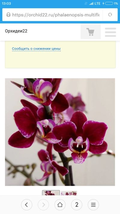 Лот: 16739643. Фото: 1. Орхидея Кренбери чача. Горшечные растения и комнатные цветы