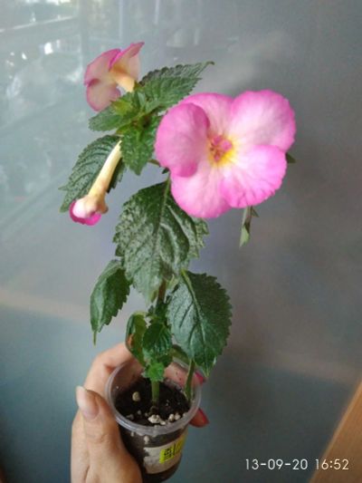 Лот: 16217414. Фото: 1. Ахименес Pink English Rose. Горшечные растения и комнатные цветы