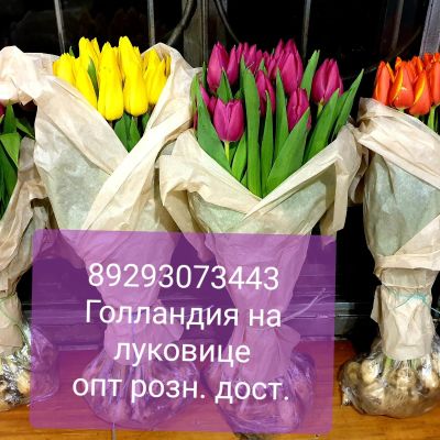 Лот: 9050531. Фото: 1. Тюльпаны опт розница Красноярск... Свежие цветы