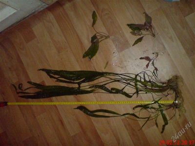 Лот: 1606260. Фото: 1. Растения (остались после прополки... Водные растения