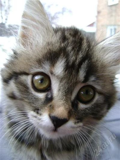 Лот: 1824949. Фото: 1. котята. Кошки, котята