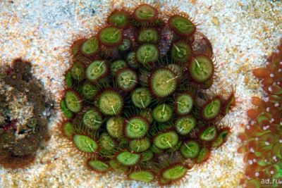 Лот: 9597397. Фото: 1. Палитоя зеленая Sp1. Моллюски, ракообразные, кораллы