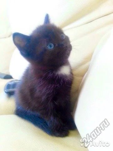 Лот: 5721726. Фото: 1. Подарим кошечку. Кошки, котята