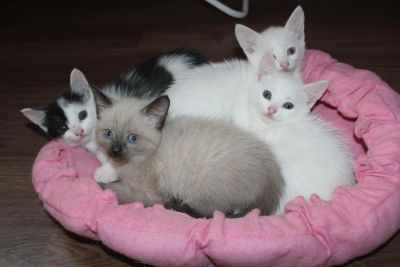 Лот: 5680823. Фото: 1. Котятки. Кошки, котята