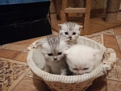 Лот: 15083962. Фото: 1. Британские котята. Кошки, котята