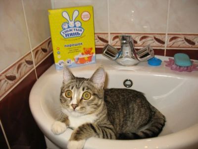Лот: 4779292. Фото: 1. Срочно отдам в хорошие руки домашнюю... Кошки, котята