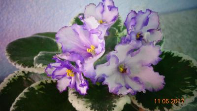 Лот: 9593393. Фото: 1. Фиалка Lyon’s Early Spring - лист... Горшечные растения и комнатные цветы
