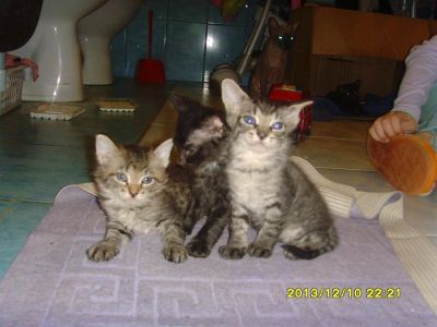 Лот: 3497301. Фото: 1. Котята- отличный подарок. Кошки, котята