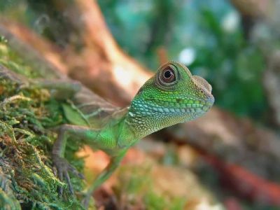 Лот: 3016881. Фото: 1. Водяная агама (Physignathus cocincinus... Остальные животные
