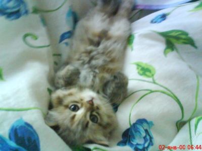 Лот: 117501. Фото: 1. Котёнок прелестный). Остальные животные