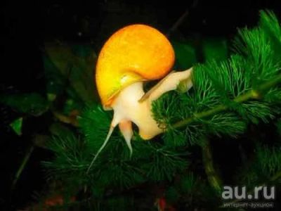 Лот: 8278534. Фото: 1. ампулярии. Моллюски, ракообразные, кораллы