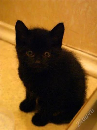 Лот: 2912663. Фото: 1. Отдам котят серого, черного, и... Кошки, котята