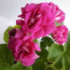 Лот: 11485268. Фото: 1. Пеларгония Lara Harmony. Горшечные растения и комнатные цветы