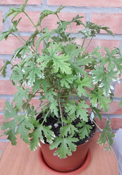 Лот: 15986829. Фото: 1. Пеларгония душистая Fragrant Frosty... Горшечные растения и комнатные цветы