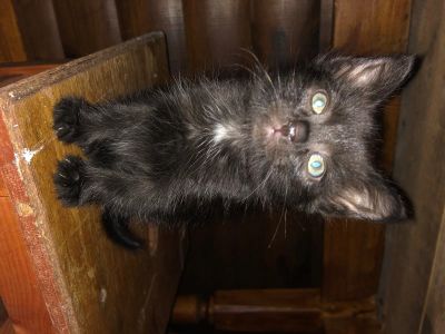 Лот: 16797178. Фото: 1. Котёнок. Кошки, котята