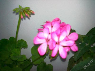 Лот: 1665151. Фото: 1. Герань (цветы насыщено розового... Горшечные растения и комнатные цветы