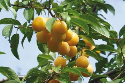 Лот: 5949537. Фото: 1. куплю сливу-недорого. Ягоды, орехи