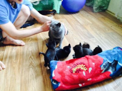 Лот: 5693965. Фото: 1. Отдам бесплатно британских котят... Кошки, котята