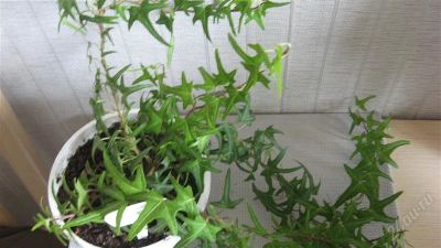 Лот: 1114442. Фото: 1. Плющ Sagittifolia,взрослое растение. Горшечные растения и комнатные цветы