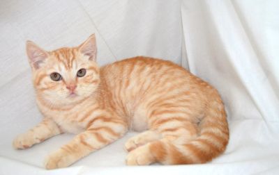 Лот: 4247369. Фото: 1. Шотландский котик страйт) тигр. Кошки, котята
