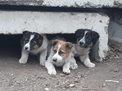 Лот: 11343290. Фото: 1. Щенята, 2 мес, мальчики и девочки. Собаки, щенки