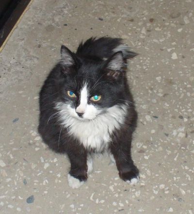 Лот: 5521962. Фото: 1. Котик-подросток, черно-белый... Кошки, котята