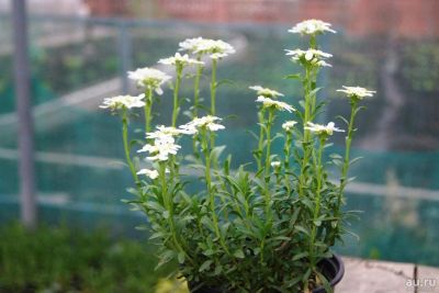 Лот: 9675575. Фото: 1. Иберис вечнозелёный (Iberis sempervirens... Садовые цветы