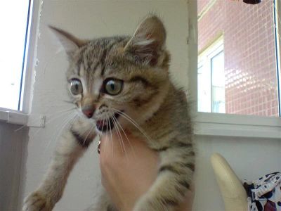 Лот: 2932259. Фото: 1. котенок,1-5-2 месяца, красивый... Кошки, котята