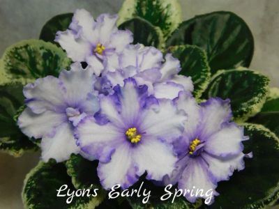 Лот: 5210736. Фото: 1. Фиалка сортовая Lyon's Early Spring... Горшечные растения и комнатные цветы