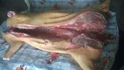 Лот: 6783240. Фото: 1. свинина в тушах 60/70кг. Мясо, птица, яйцо
