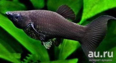 Лот: 16200107. Фото: 1. Моллинезия черная (Poecilia shpenops... Рыбки