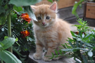 Лот: 11648934. Фото: 1. Рыжий котик крысолов. Кошки, котята