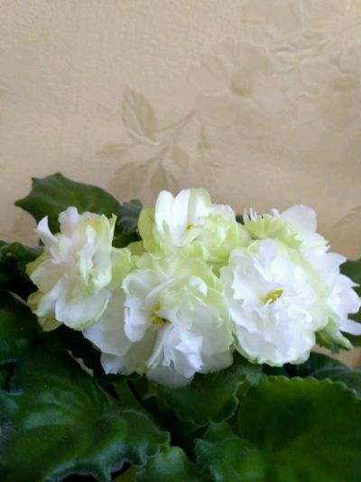 Лот: 12481471. Фото: 1. Фиалка Spring Rose лист. Горшечные растения и комнатные цветы