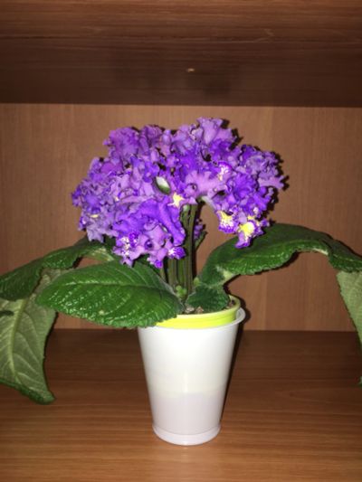 Лот: 12152845. Фото: 1. Стрептокарпус DS-Фур-фур (стартер... Горшечные растения и комнатные цветы