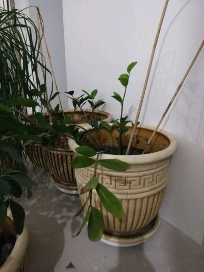 Лот: 12707768. Фото: 1. Горшки цветочные. Кашпо, горшки, вазоны для цветов
