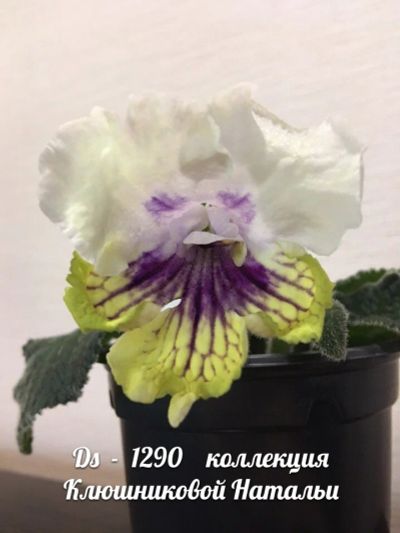 Лот: 10333071. Фото: 1. Стрептокарпус ds-1290 ( детка). Горшечные растения и комнатные цветы