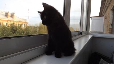Лот: 6216289. Фото: 1. Котёнок ищет хозяев. Кошки, котята