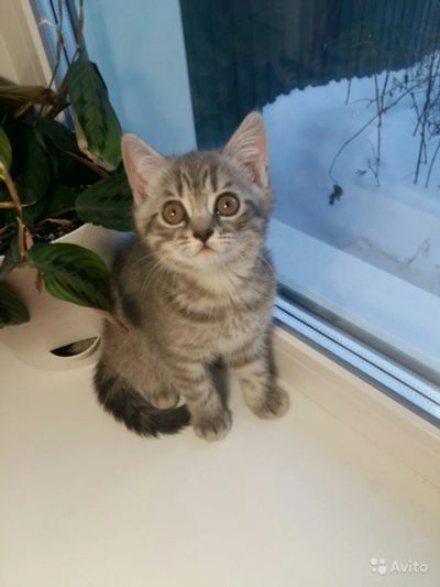 Лот: 8858980. Фото: 1. Милашка. Кошки, котята