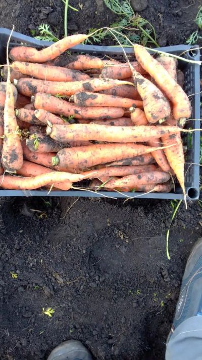 Лот: 20863747. Фото: 1. Морковь деревенска. Овощи, фрукты, зелень