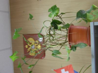 Лот: 7952962. Фото: 1. Сингониум. Горшечные растения и комнатные цветы