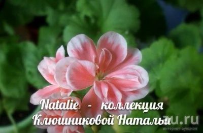 Лот: 9648207. Фото: 1. Пеларгония Natalie ( укорененный... Горшечные растения и комнатные цветы