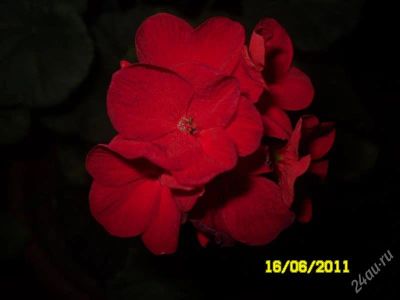 Лот: 1023388. Фото: 1. Пеларгония зональная (кустик без... Горшечные растения и комнатные цветы