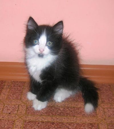 Лот: 6329964. Фото: 1. Котенок Пушистая Принцесса. Кошки, котята