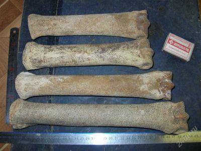 Лот: 870536. Фото: 1. 2 передние кости и 2 задние кости... Археология